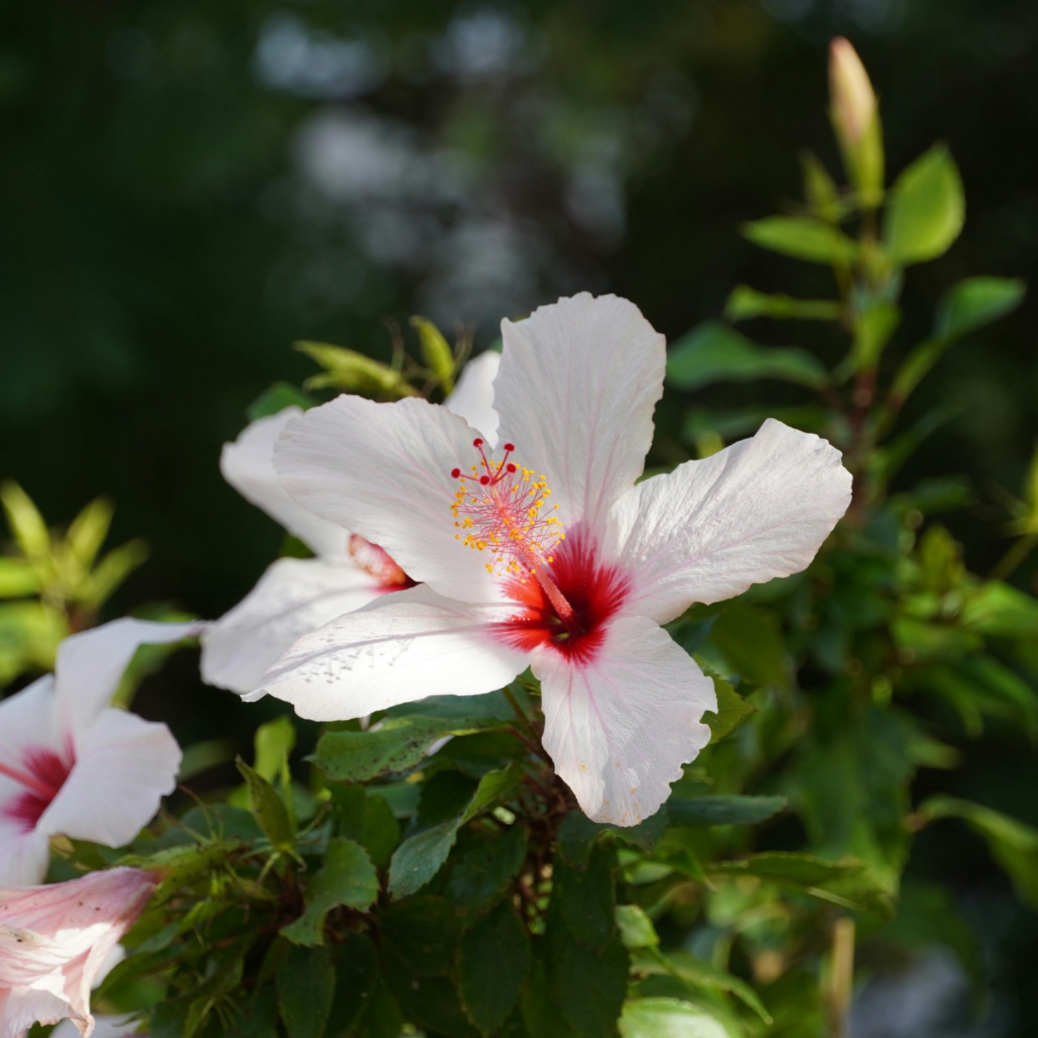 White Colour Hibiscus/Gudhal/Jasut/Joba/Jasuva Flower Live Plant for Home and Office Garden